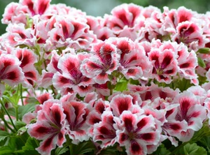 阿兹特克天竺葵