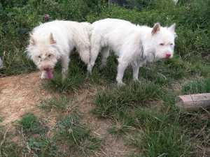 小潘纯种下司犬 成年虎头长毛种公种母配种图片提前预定精品幼犬