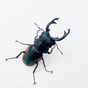 卡斯特鬼艳锹甲