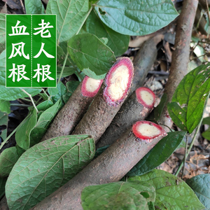 大血藤药材