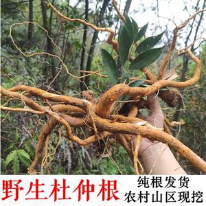 野生 杜仲根 杜仲 纯根 天然山杜仲黄皮土杜仲500克干品 炖汤泡茶