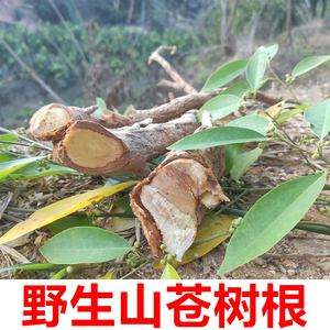 野生山苍子根 纯根 山苍树根 木姜子山姜子山鸡椒豆豉姜500克干品