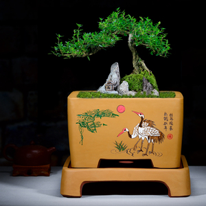 宜兴紫砂花盆室内精品四方盆景盆君子兰花盆树桩带底座透气陶瓷盆