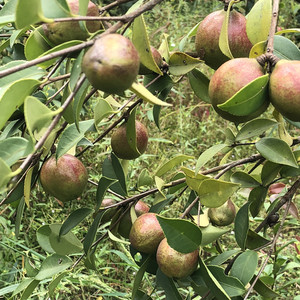 长林油茶苗树苗嫁接高产江西良种油茶苗茶子树苗大果南方种植包邮