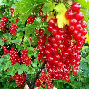 红加仑苗红穗醋栗红豆果树苗红茶藨子红果茶藨欧洲红穗红果醋栗苗