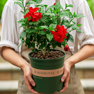 重瓣扶桑花盆栽四季开花好养室外阳台绿植朱槿牡丹大红花绿植花卉