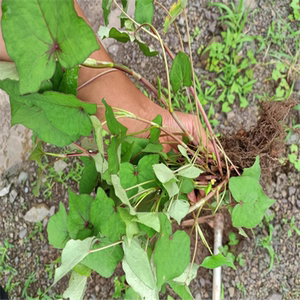 贵州新鲜金荞麦根500g包邮野荞麦根开金锁根苦荞头根金乔麦中药材