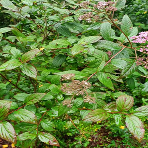 贵州苗家强盗九杆子绣线菊火烧尖一撮椒新鲜货500g包邮