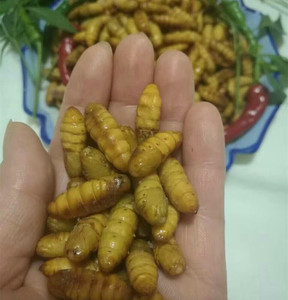 新货农家桑蚕蛹新鲜小蚕蛹 特级蚕蛹 金丝蛹蚕宝宝生蚕虫新货昆虫