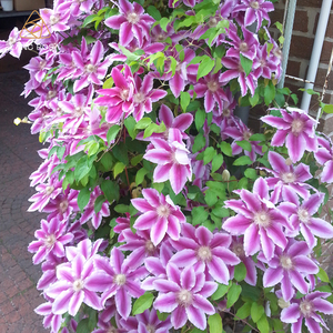 铁线莲鲁佩尔博士