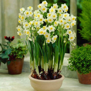 水仙花水培室内水生水养花卉盆栽洋水仙花阳台客厅冬春开花带盆