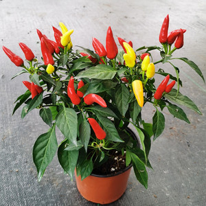 朝天椒盆栽苗带果食用辣椒五彩七彩椒小米椒尖椒四季阳台好养植物