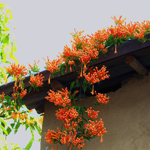 炮仗花苗爬藤植物花园围墙庭院美观四季花卉攀爬鞭炮花大苗好养花