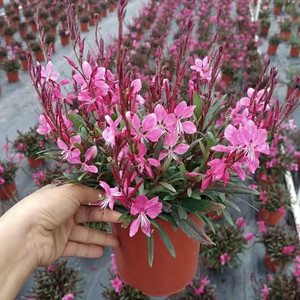 山桃草盆栽庭院花坛花园耐晒开花植物山桃花千鸟花窗台阳台花卉