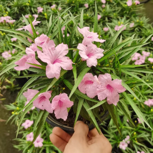 矮生翠芦莉盆栽蓝花兰花草花园庭院花境花卉多年生植物粉白紫花苗