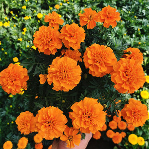 孔雀菊盆栽阳台庭院花卉花草开花植物孔雀草万寿菊成品花苗带花苞