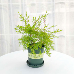 千层金黄金香柳