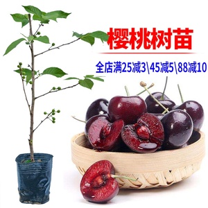 樱桃苗南方种车厘子树苗大樱桃树黑珍珠樱桃红妃盆栽种植当年结果