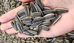 内蒙古东北炒熟大瓜子木头火更香 5斤包邮