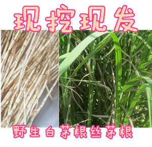 两斤包邮新鲜野生白茅根茅草根甜草根茶500g