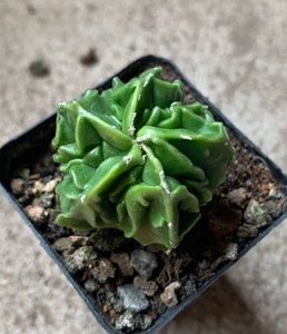 四海园艺 核桃鸾凤玉仙人球无刺五角星多肉植物盆栽窗台