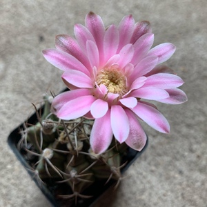 四海园艺 瑞云牡丹实生仙人球开花好看仙精选瓦格