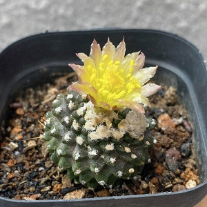 四海园艺 墨蝶仙人球龙爪球属 多肉植物盆栽