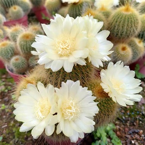 四海园艺 金冠仙人球实生 金冠玉开黄花群生多头多肉植物大型