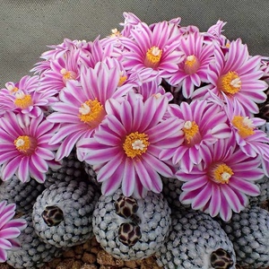 四海园艺 精巧殿实生仙人球小型稀有品种娇丽属