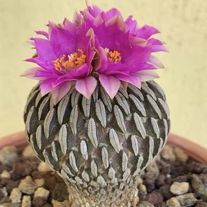 仙人球自根多肉植物开花娇丽属仙人掌类小盆栽稀有品种tb