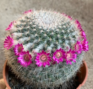 四海园艺 雪顶玉翁仙人球乳突属实生易养易开花多肉植物一圈花