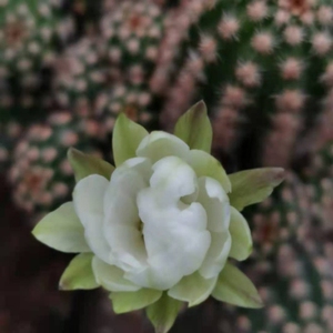 四海园艺 七族柱仙人球白绿花 易开花多肉植物七巧柱属