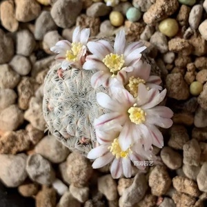 四海园艺 羽毛丸实生仙人球 乳突属复色花 稀有品种多肉植物不扎