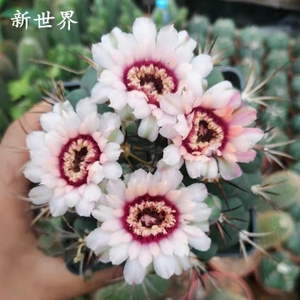 四海园艺 新世界仙人球实生多肉植物狂粗刺强刺球易养白粉花绿植