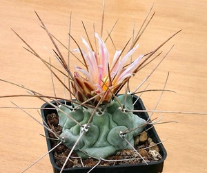 四海园艺 鹤巢仙人球实生瘤玉属强刺球 趣味多肉植物贺巢