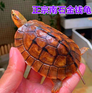 【石龟苗招财】石龟苗招财品牌,价格 - 阿里巴巴