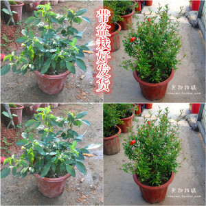 包邮潮汕家庭石榴花苗抹草仙草苗红花苗庭院盆栽植物喜庆吉祥树苗