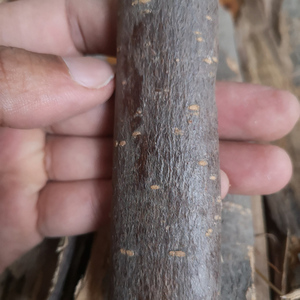楸树皮楸木皮楸白皮旱楸蒜台金丝楸梓桐水桐无硫楸叶食用农产品