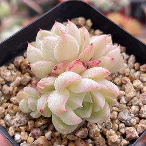 多肉植物女王玫瑰萌肉肉贵货易爆盆群生多头盆栽花卉绿植室内阳台