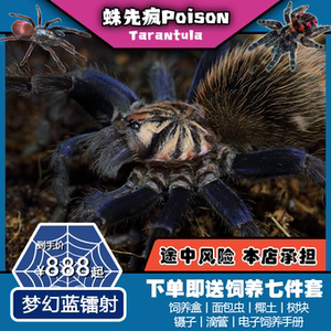 蛛先疯poison丨梦幻蓝镭射高端x属中最漂亮的一个宠物蜘蛛