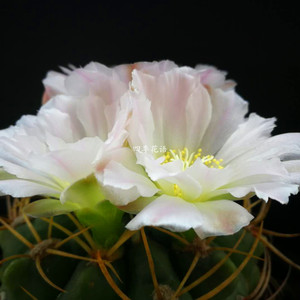 实生莺鸣玉仙人球多肉植物 开花仙人球 品种仙人球 好看的球球