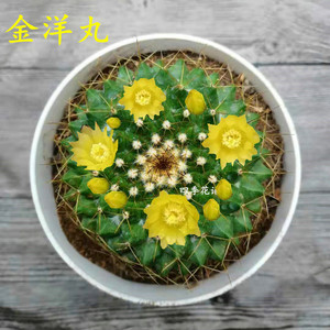 金洋丸实生品种仙人球 乳突球属黄绿色球体基本都开黄花 多肉植物