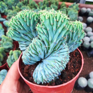 龙神木缀化 龙神木植物 缀化山形山影形状植物仙人掌多肉植物盆栽