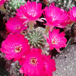 四季花语 朱莉丸群生仙人球 朱丽丸群生 大花丽花球属仙人球