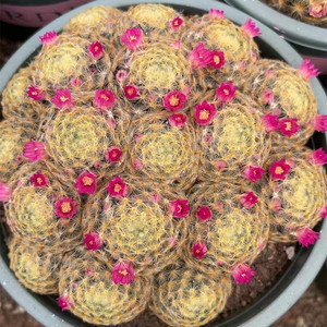 明星仙人球盆栽 多肉植物 乳突属软毛不扎手爱群开耐旱好养花卉