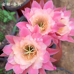 金妞奈何之花 奈何黄金纽仙人柱 又名附近的小花 开花金妞毛花柱