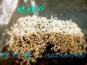 蟋蟀卵 蟋蟀 活体饲料 白蟋蟀 油葫芦 高孵化率 约12000只 包技术