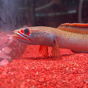 雷龙鱼 血斑雷龙 血斑一型 小型雷龙鱼 梦幻血斑1型雷龙 观赏鱼
