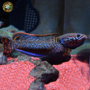 雷龙鱼 七彩雷龙鱼 巧克力七彩雷龙鱼 巧克力雷龙 小型雷龙