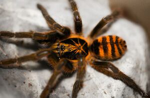 千里达橄榄金宠物蜘蛛温顺地栖新手入门